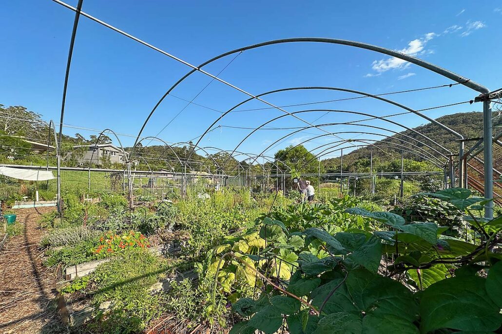 A productive vegetable garden framed by the empty arches for shade cloth